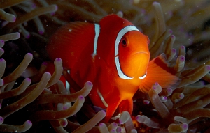 North Sulawesi-2018-DSC03483_rc- Spinecheek Anemonefish - Poisson clown a joues epineuses - Premnas biaculeatus